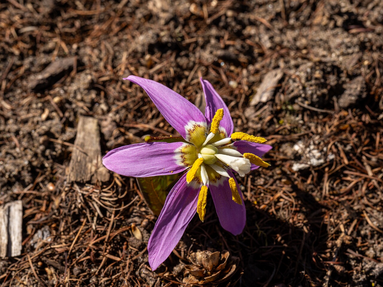 Erythronium sibiricum _2026-04-18_1-20