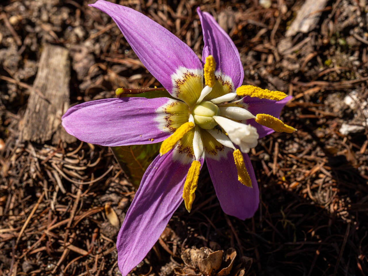 Erythronium sibiricum _2026-04-18_1-21