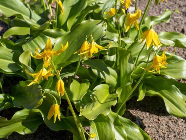 Кандык туолумнийский - Erythronium tuolumnense