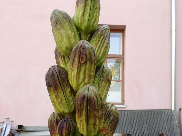 Кардиокринум гигантский разн. юннаньский - Cardiocrinum giganteum var. yunnanense