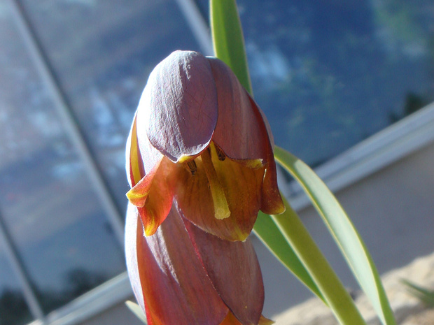 Рябчик армянский - Fritillaria armena