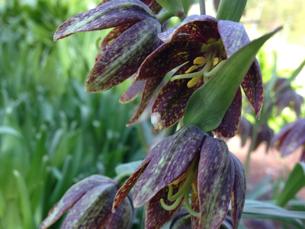 Рябчик родственный - Fritillaria affinis