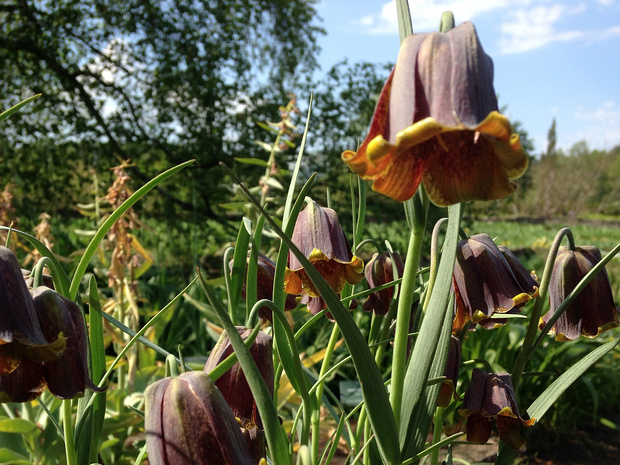 Рябчик черный - Fritillaria pyrenaica