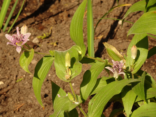 Трициртис коротковолосистый 'Миядзаки' - Tricyrtis hirta 'Miyazaki'