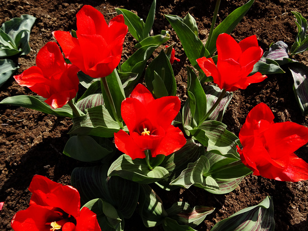 Тюльпан 'Королевский Антос' - Tulipa 'Royal Anthos'