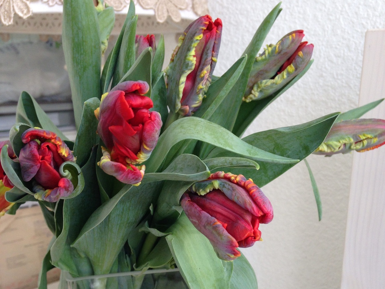 Тюльпан Попугайный 'Рококо' (Tulipa parrot sp. 'Rococo') 1