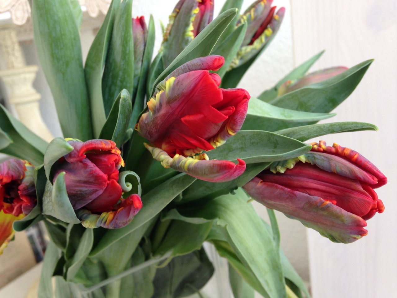 Тюльпан Попугайный 'Рококо' (Tulipa parrot sp. 'Rococo') 2