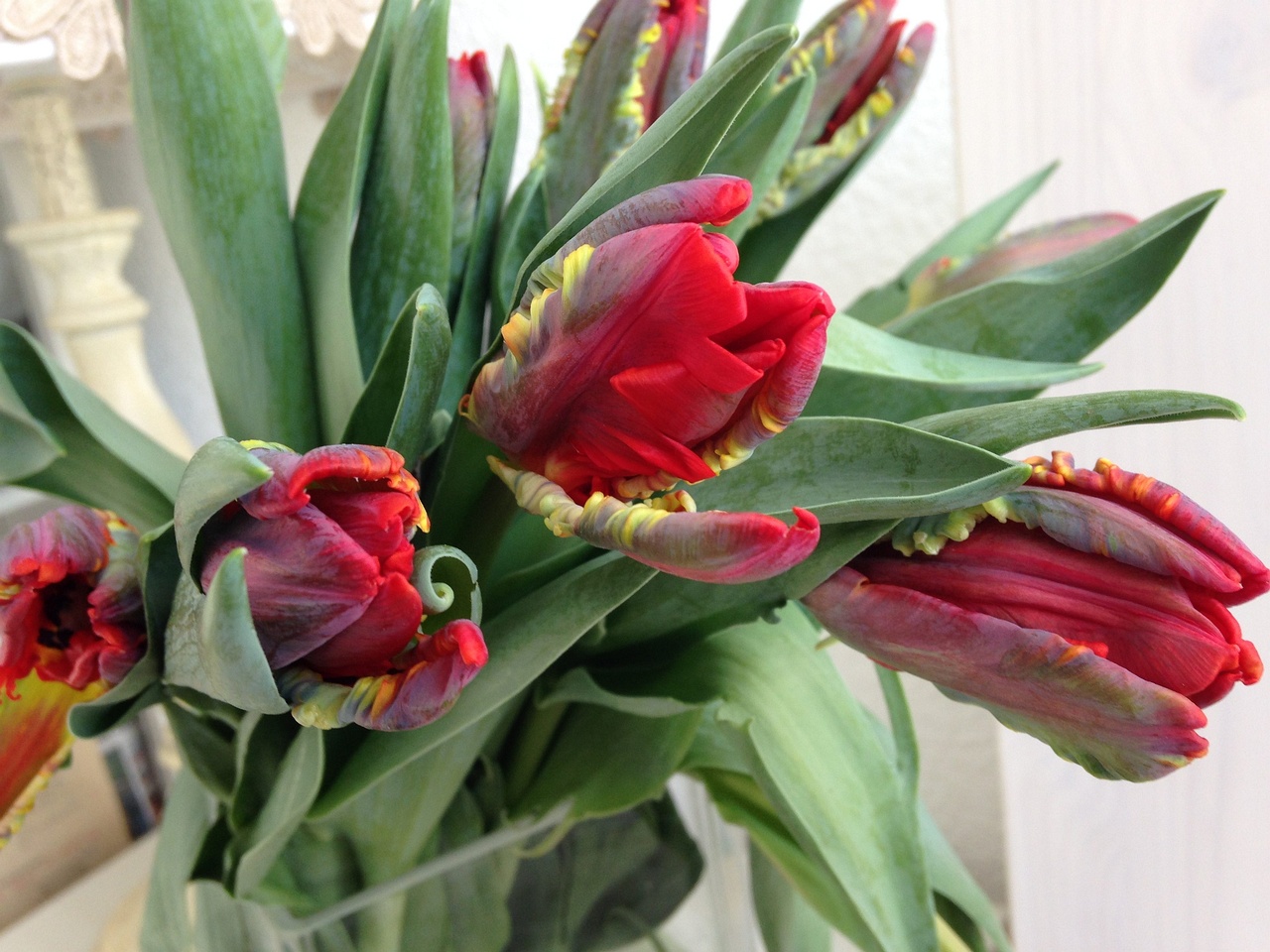 Тюльпан Попугайный 'Рококо' (Tulipa parrot sp. 'Rococo') 3