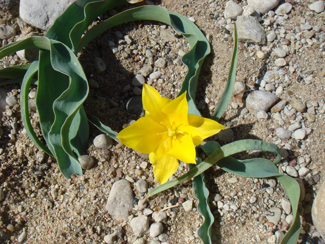 Тюльпан колпаковского (Tulipa Kolpakowskiana) 1