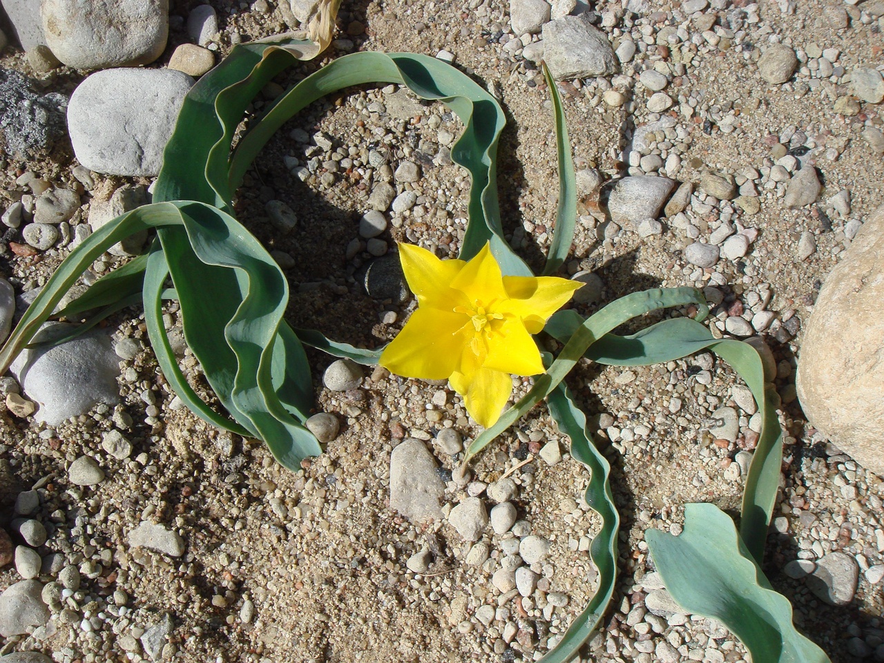 Тюльпан колпаковского (Tulipa Kolpakowskiana) 2