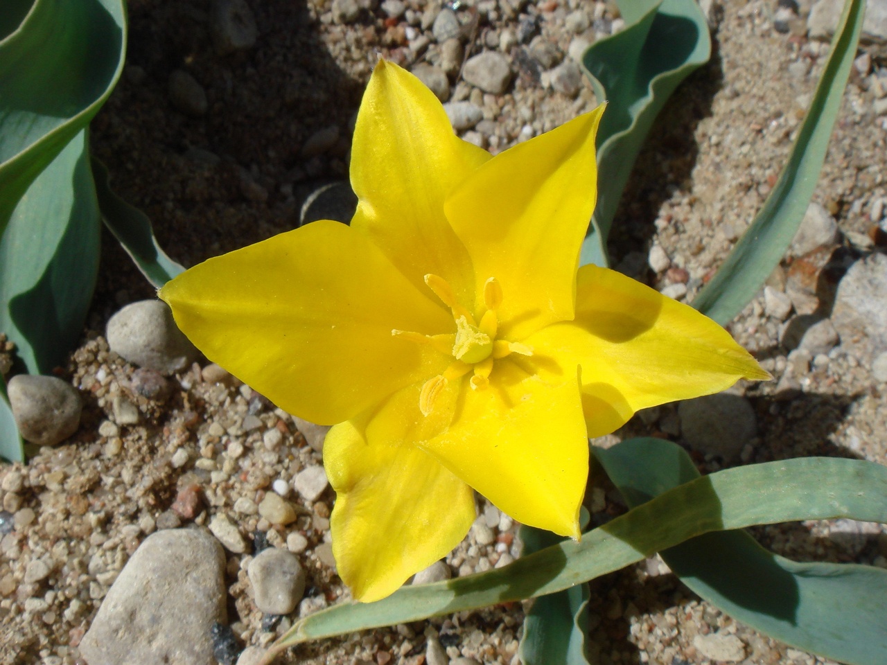 Тюльпан колпаковского (Tulipa Kolpakowskiana) 3