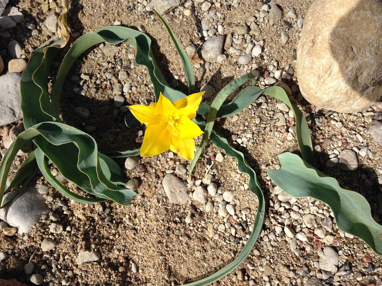 Тюльпан колпаковского (Tulipa Kolpakowskiana) 4