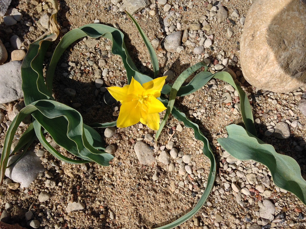 Тюльпан колпаковского (Tulipa Kolpakowskiana) 5