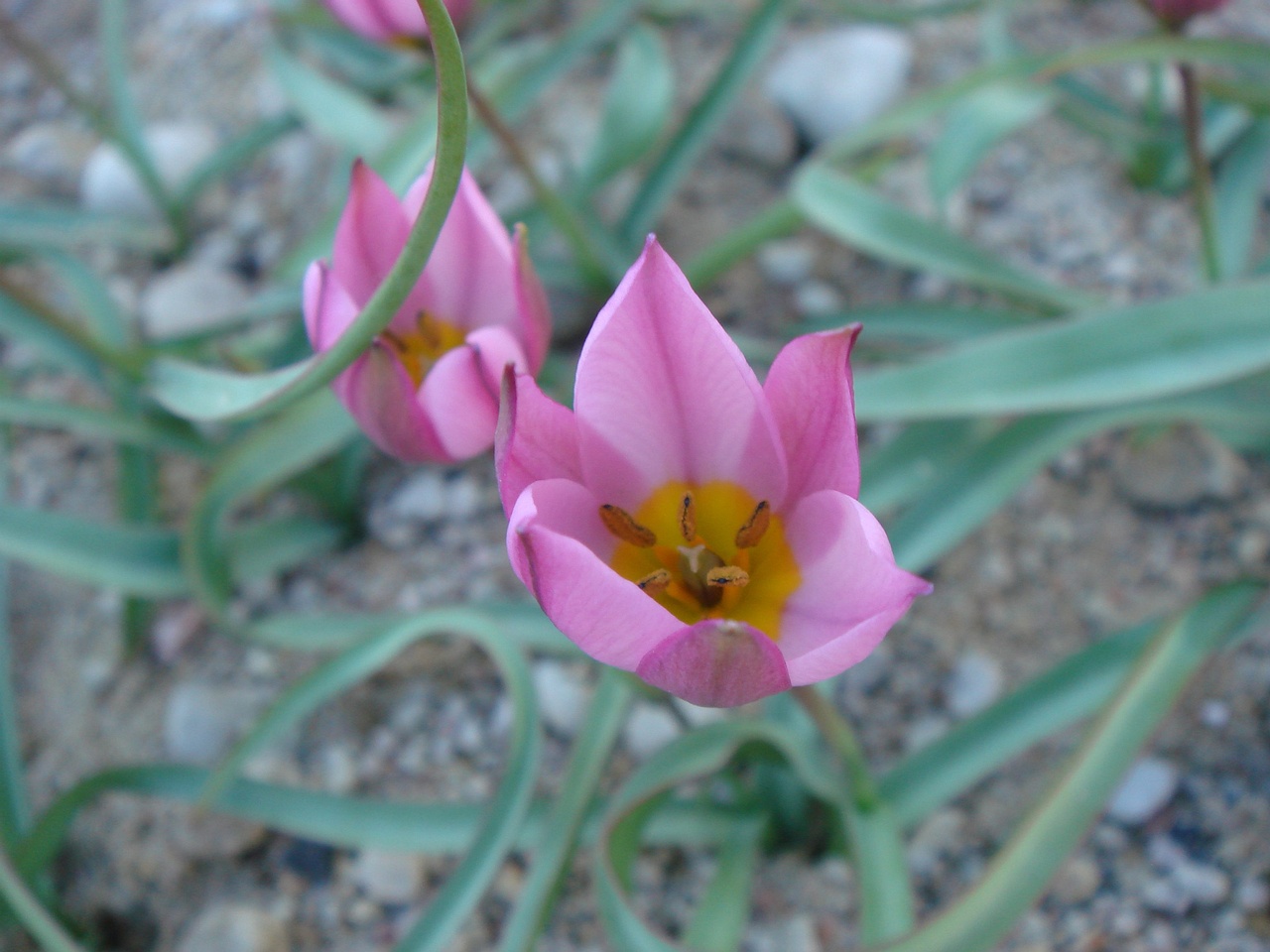 Тюльпан карликовый (Tulipa humilis var pulchela) 2