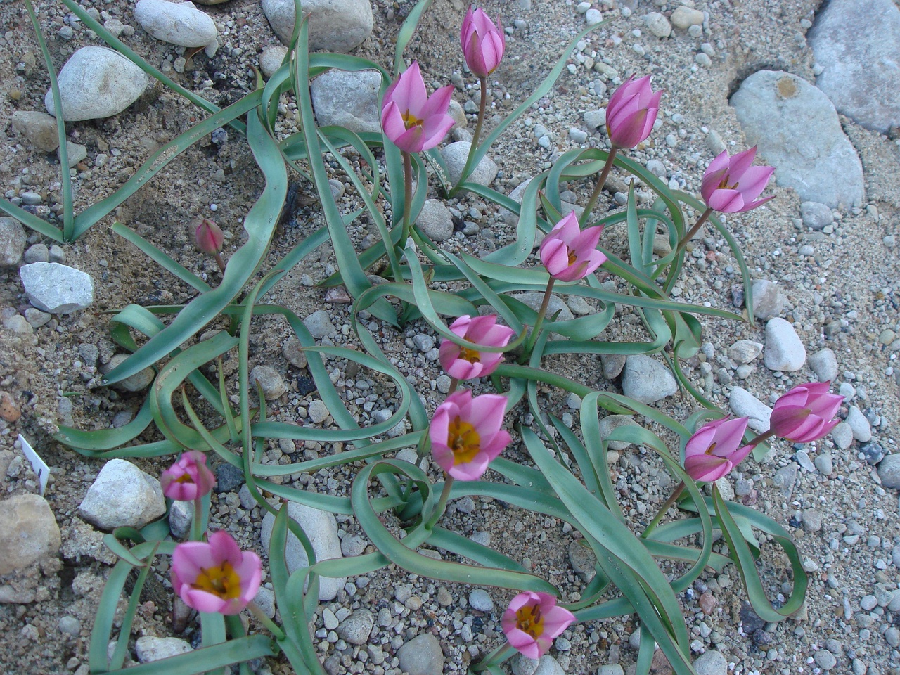 Тюльпан карликовый (Tulipa humilis var pulchela)