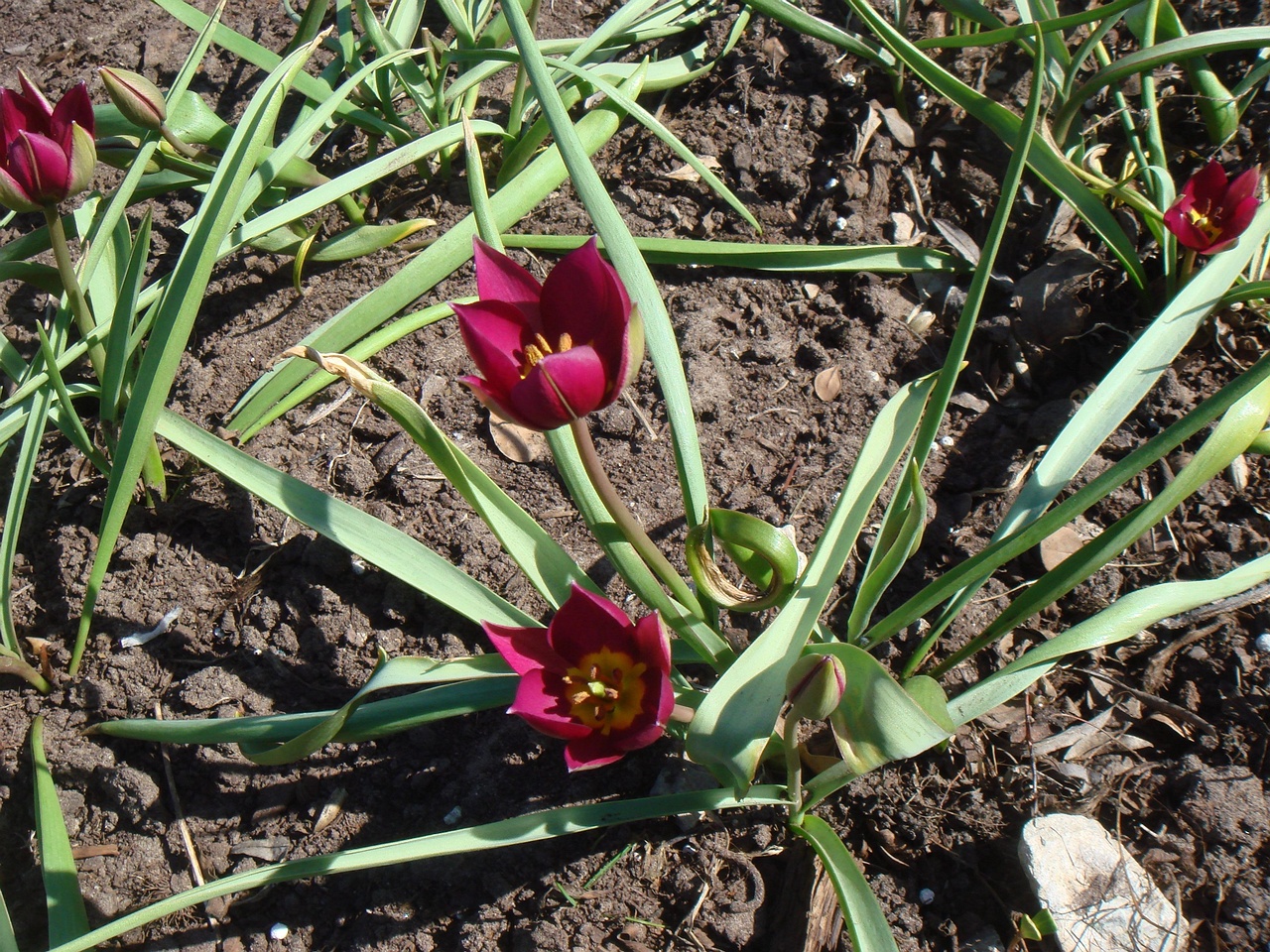 Тюльпан карликовый (Tulipa humilis) 2