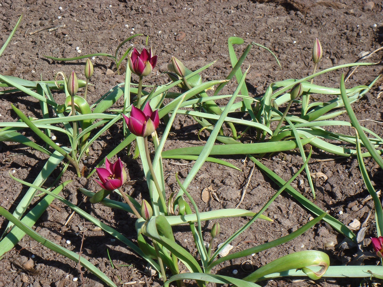 Тюльпан карликовый (Tulipa humilis)