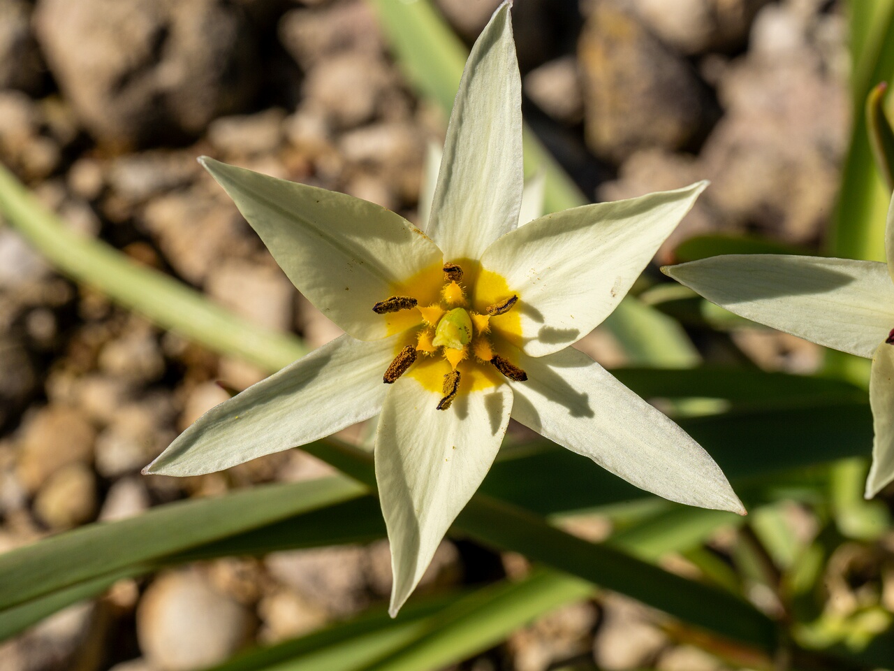 !!Tulipa bifloriformis _2026-04-18_1-20