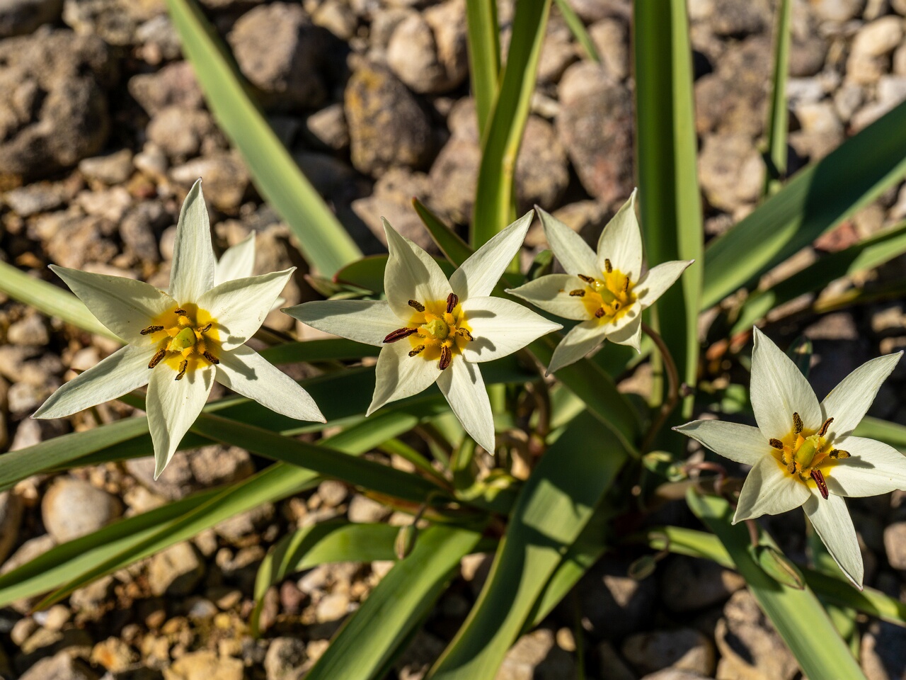 !Tulipa bifloriformis _2026-04-18_1-19