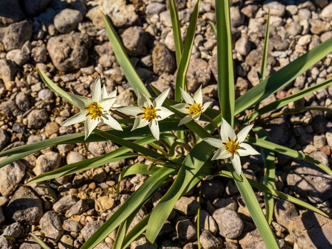 Tulipa bifloriformis _2026-04-18_1-17