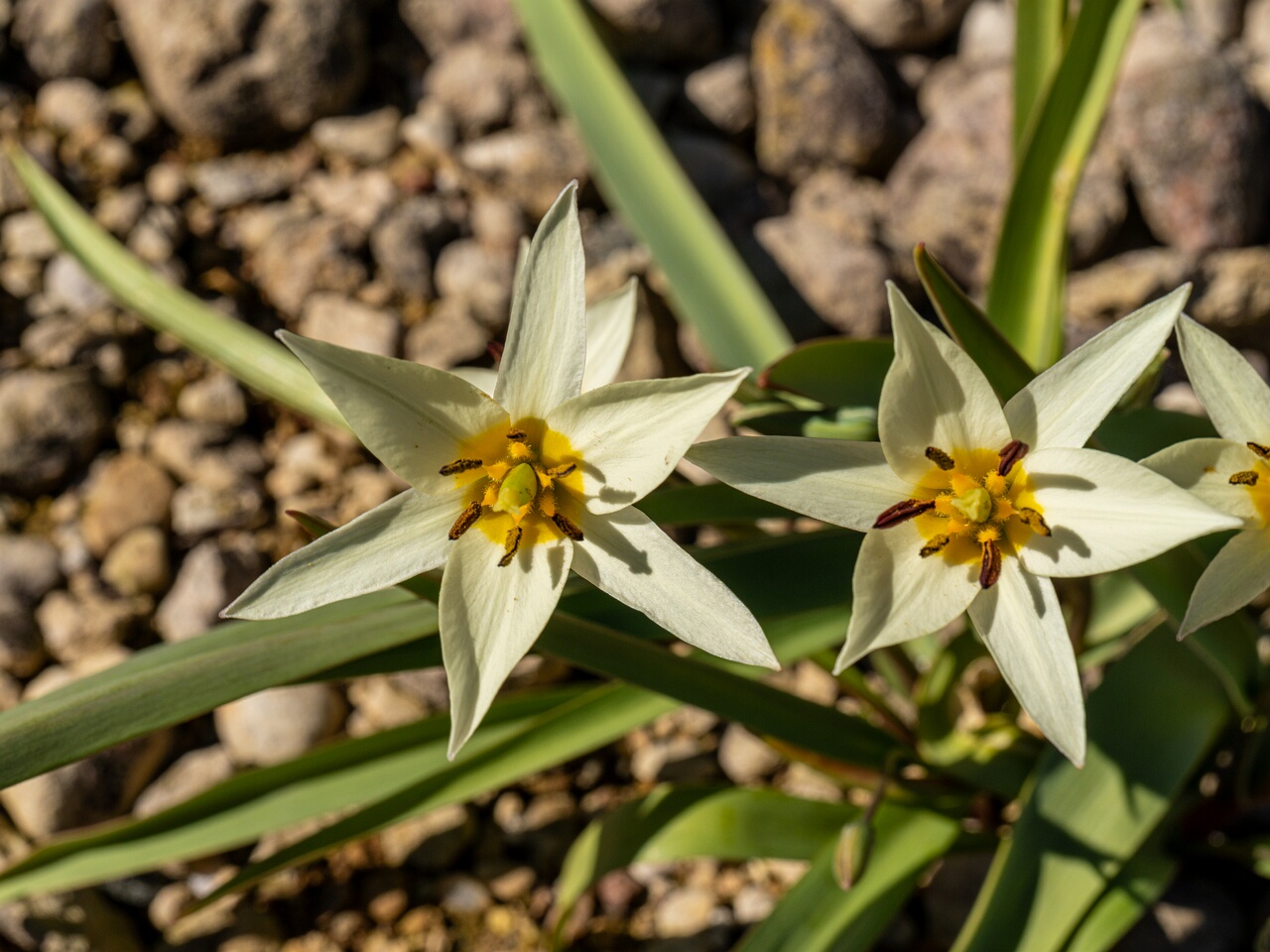 Tulipa bifloriformis _2026-04-18_1-18