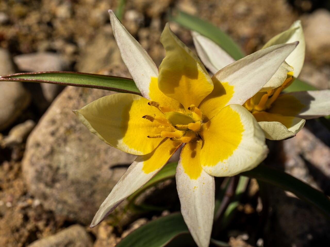 !!Tulipa orithyioides _2026-04-18_1-18