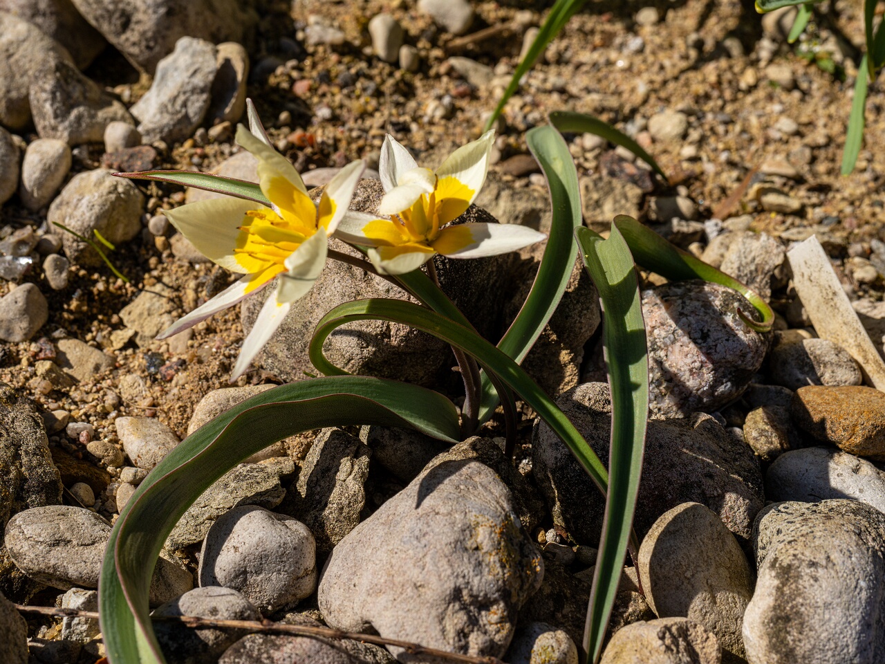 !Tulipa orithyioides _2026-04-18_1-17
