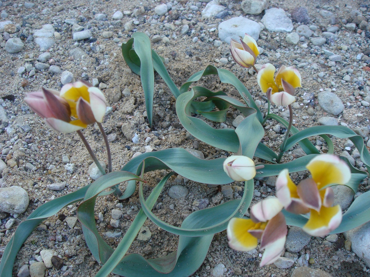 Тюльпан оритиевидный (Tulipa orithyioides) 1