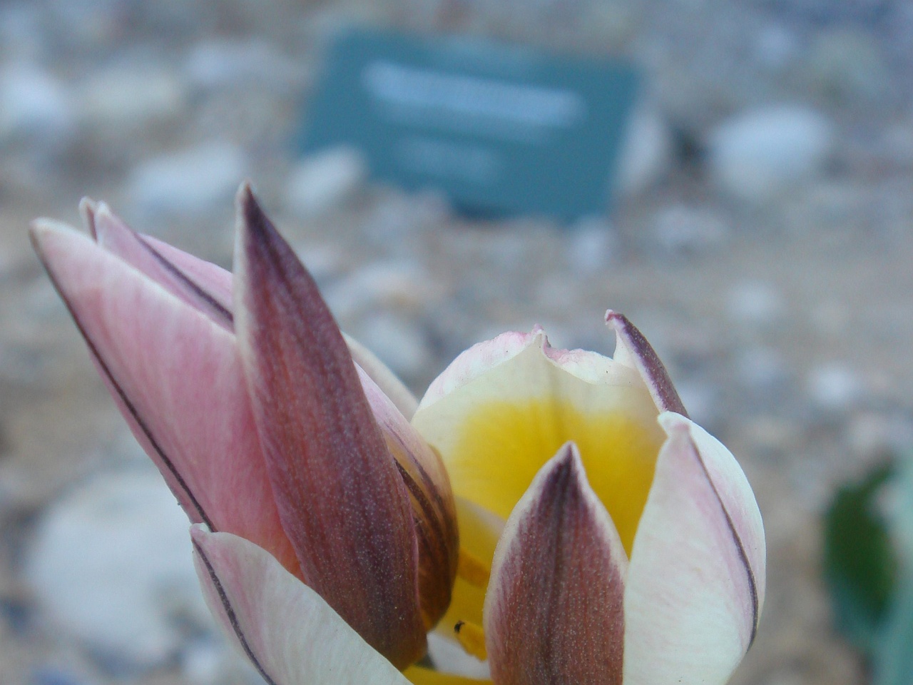 Тюльпан оритиевидный (Tulipa orithyioides) 2