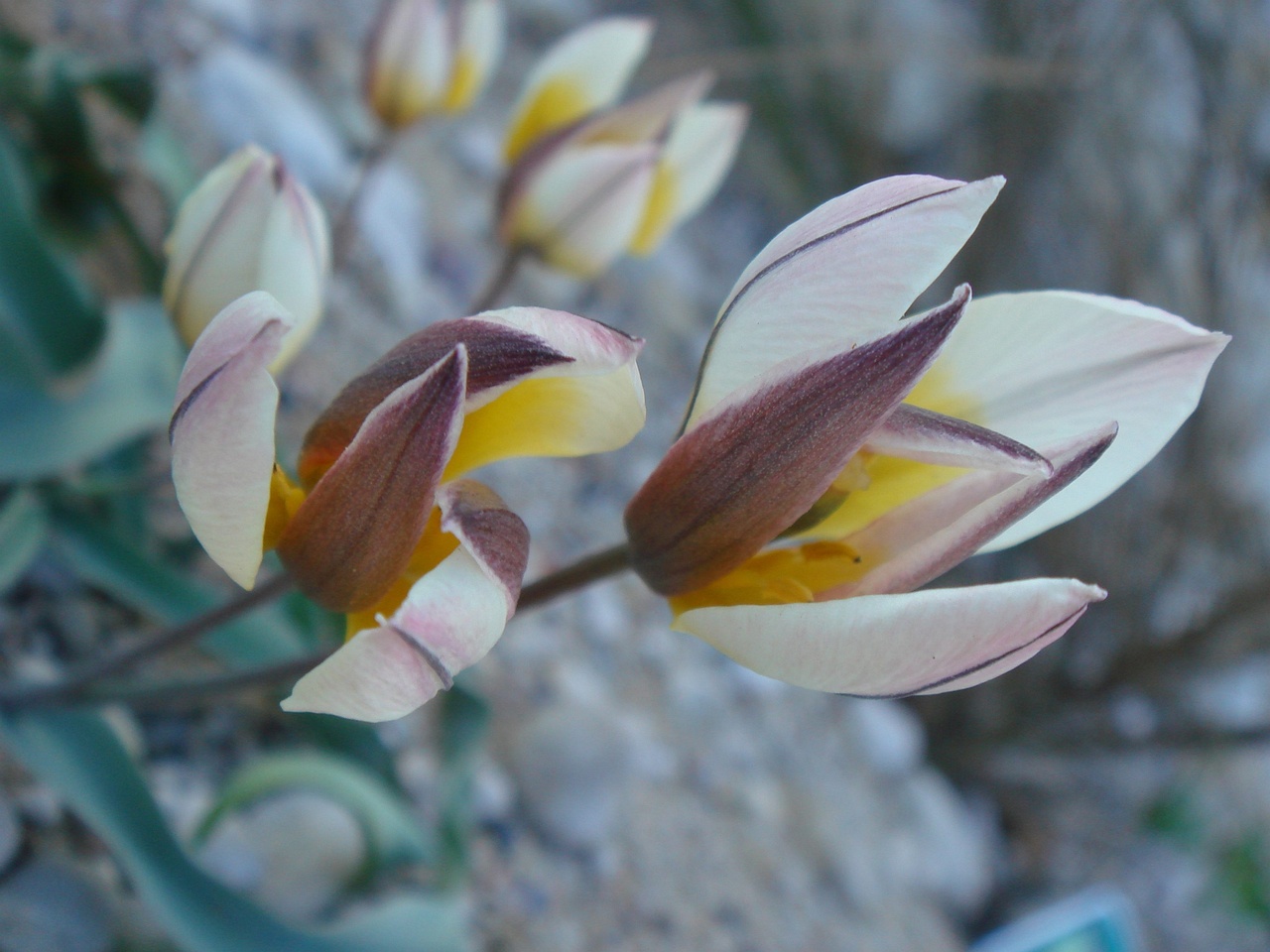 Тюльпан оритиевидный (Tulipa orithyioides) 3