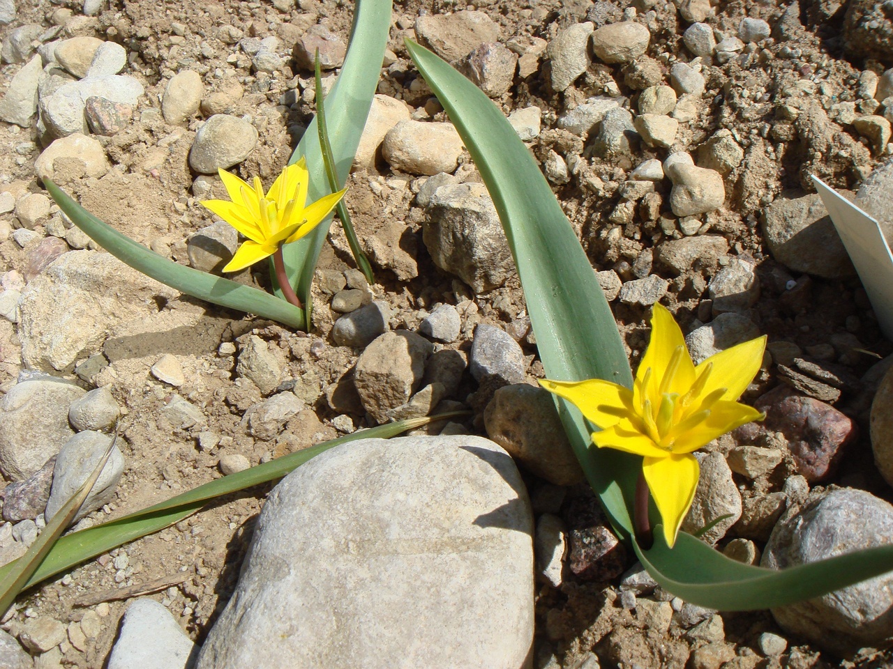 Тюльпан поздний (Tulipa tarda)