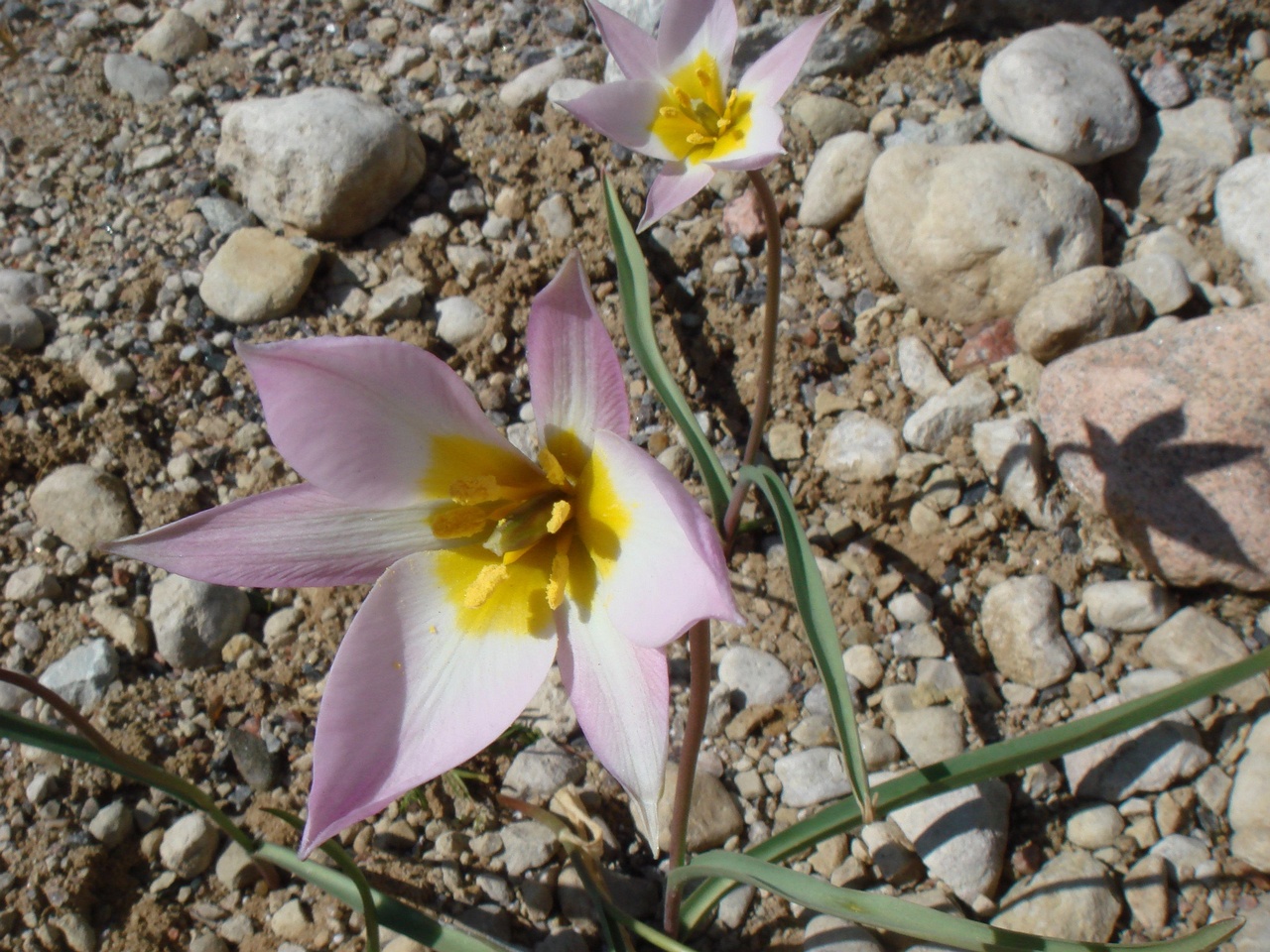 Тюльпан поникающий (Tulipa patens) 1