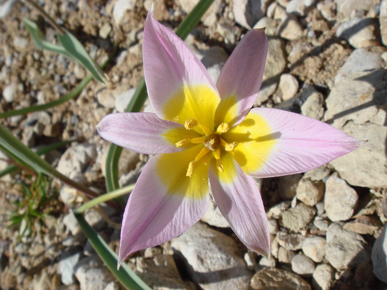 Тюльпан поникающий (Tulipa patens) 2