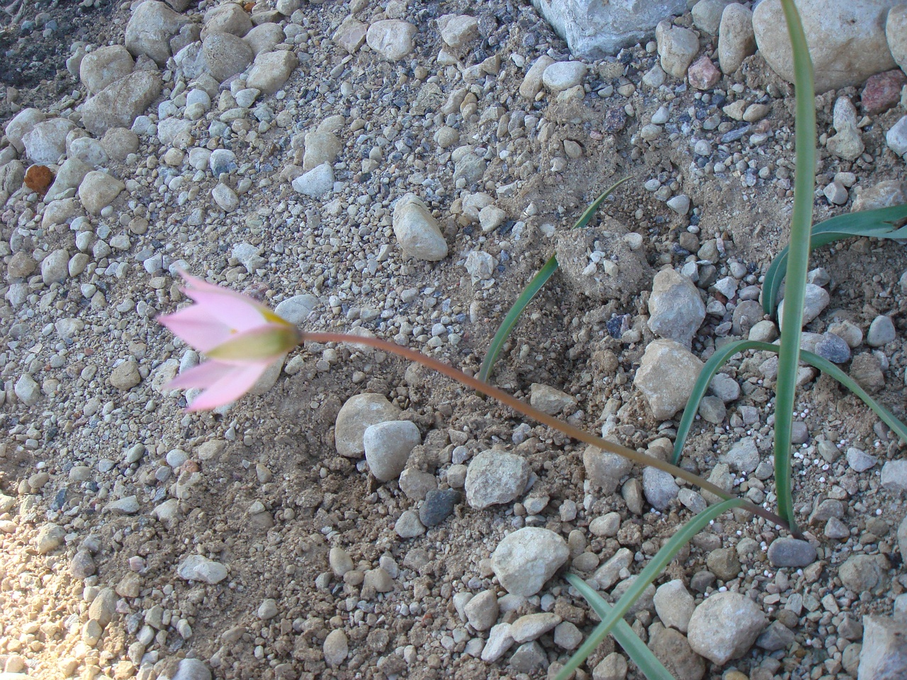 Тюльпан поникающий (Tulipa patens) 5