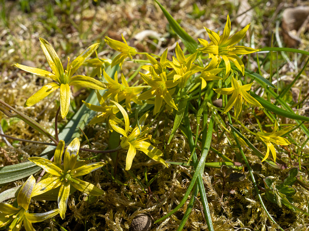 Gagea lutea vs Gagea minima