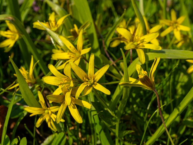 Гусиный лук жёлтый - Gagea lutea