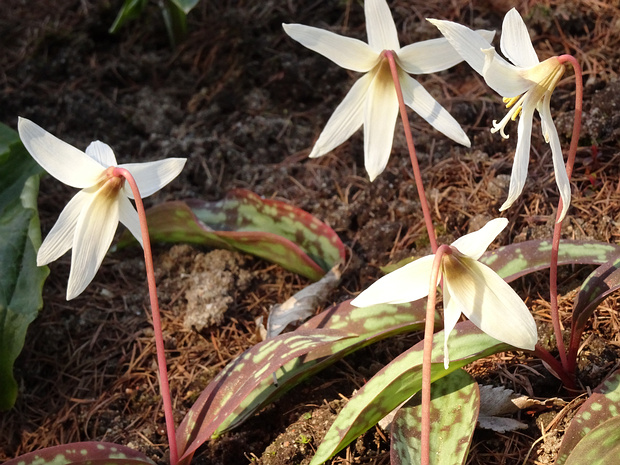 Кандык кавказский - Erythronium caucasicum