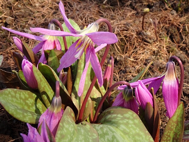 Кандык сибирский - Erythronium sibiricum