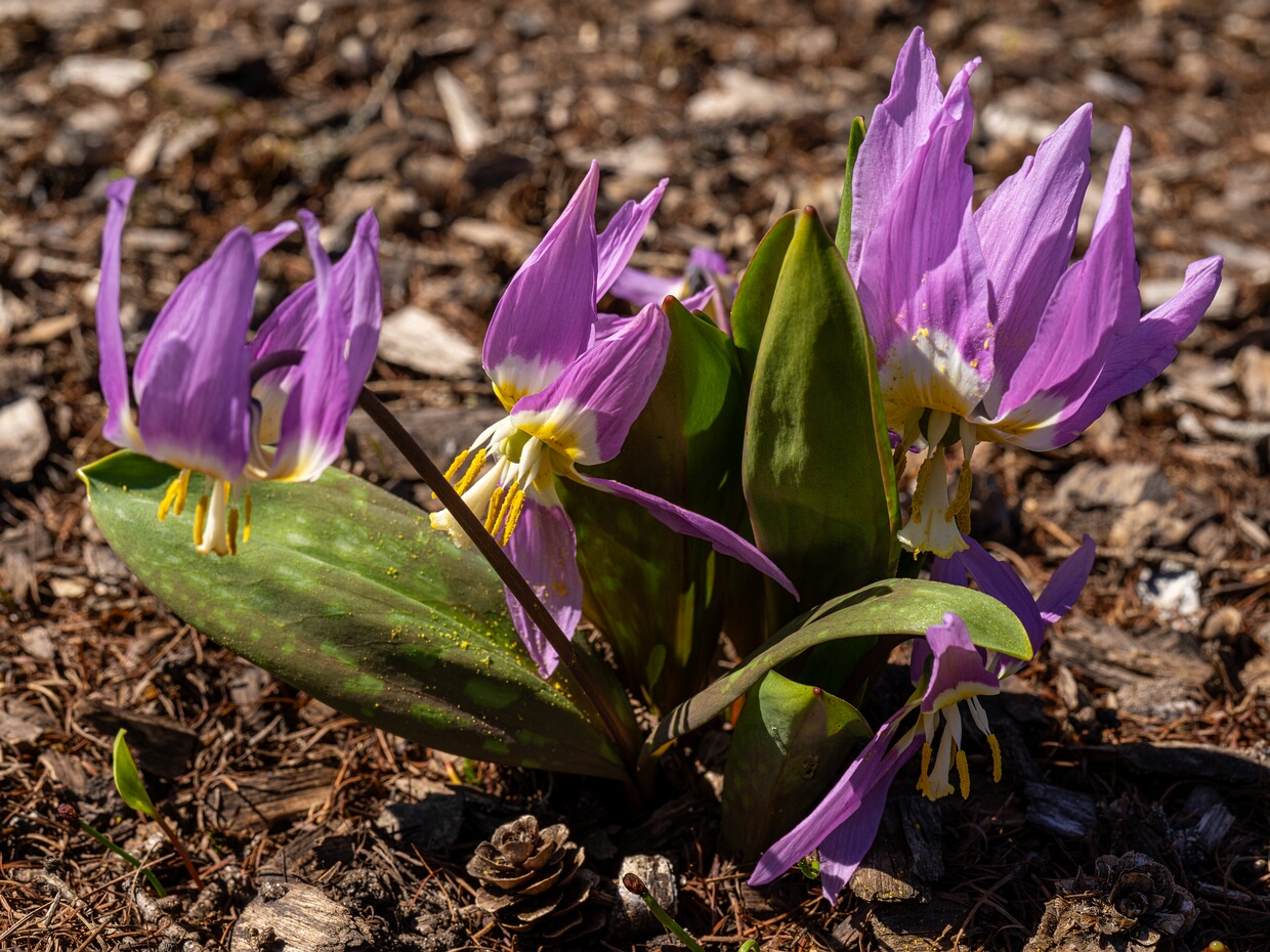 Кандык сибирский - Erythronium sibiricum