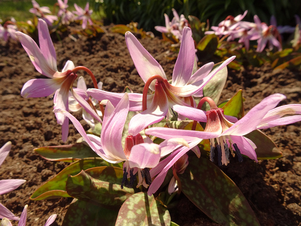 Кандык собачий-зуб 'Моерхейма' - Erythronium dens-canis 'Moerheimii'