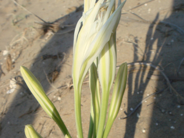 Лилия белоснежная, чисто-белая, белая - Lilium candidum