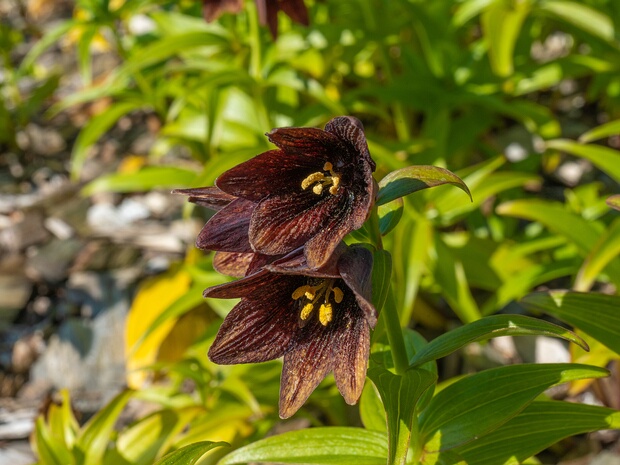 Рябчик камчатский - Fritillaria camtschatcensis