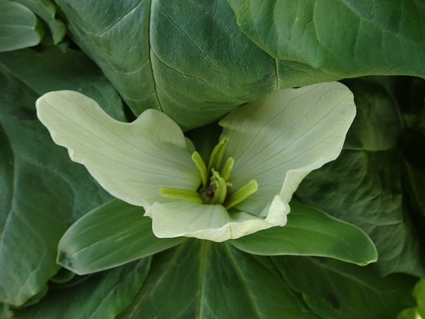 Триллиум зеленоватолепестный разн. гигантский белая форма - Trillium chloropetalum var. giganteum f. alba
