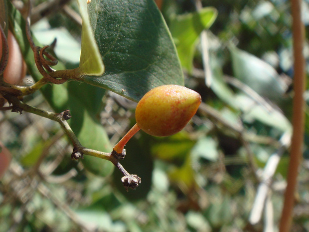 Смилакс шероховатый - Smilax aspera