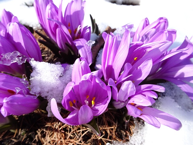 Безвременниковые - Colchicaceae Colchicaceae is a family of flowering plants that includes 15 genera with a total of about 285 known species according...