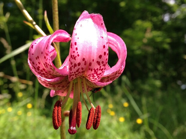 Лилейные - Liliaceae The lily family, Liliaceae, consists of fifteen genera and about 705 known species (Christenhusz & Byng 2016 ) of...