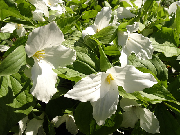 Мелантиевые - Melanthiaceae Melanthiaceae is a family of flowering perennial herbs native to the Northern Hemisphere. Along with many other lilioid...