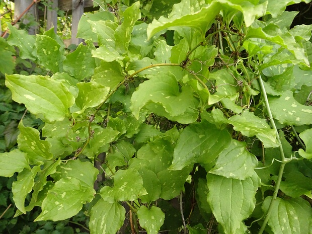 Смилаксовые - Smilacaceae Smilacaceae, the greenbrier family, is a family of flowering plants. Up to some decades ago the genera now included in...