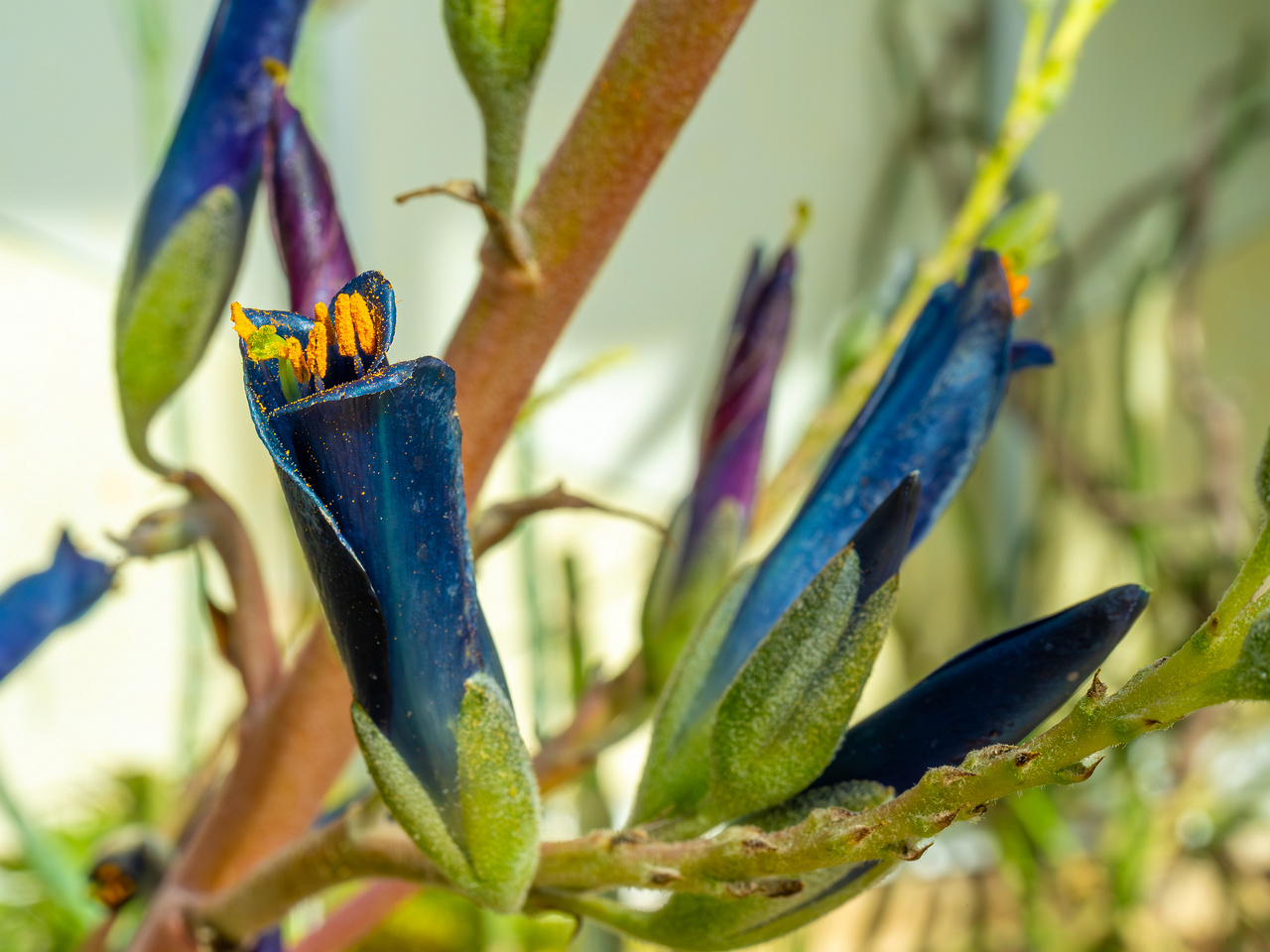 tallinn_botanical_garden_palm_house_tropics-13