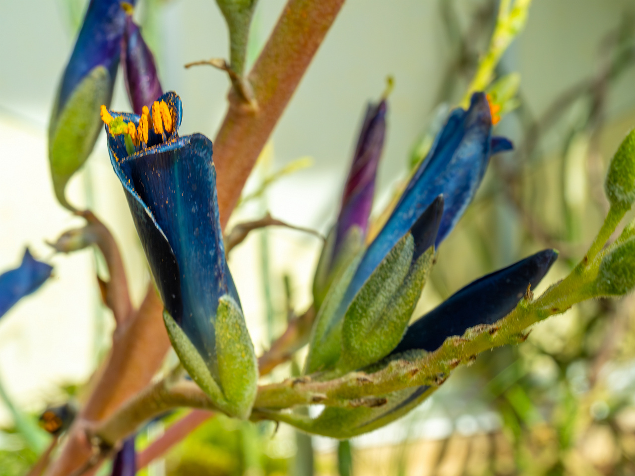 tallinn_botanical_garden_palm_house_tropics-14